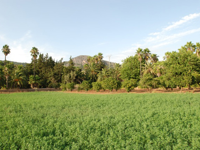 En vente  Palma de Mallorca (Majorque) dans les les Balares, magnifique proprit de matre sur 23 hectares avec vocation prononce pour le tourisme rural